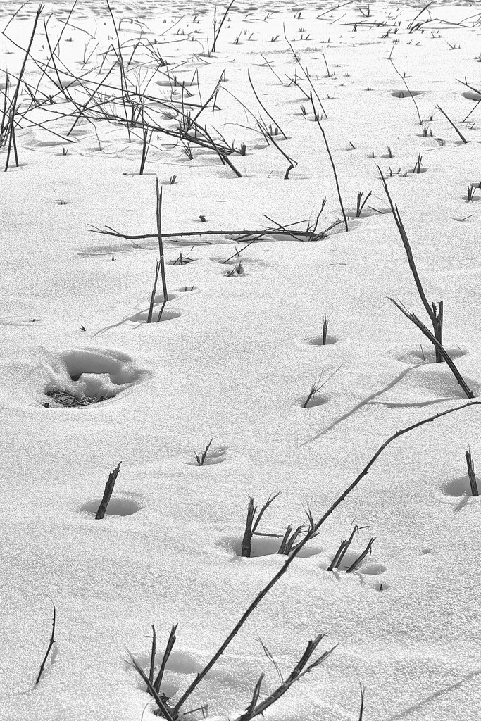 Poking Through by lsquared