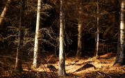 27th Jan 2025 - pitmedden forest (27th jan 2016)