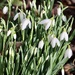 More snowdrops by jeremyccc