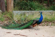 28th Jan 2025 - Mr Peacock