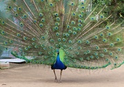 28th Jan 2025 - Strutting his stuff...