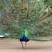 Strutting his stuff... by leggzy