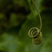 natures curly whirly by koalagardens