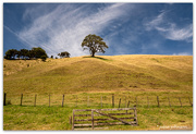 28th Jan 2025 - Big Sky and Pohutukawa tree #2