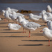 Gulls and shadows by pusspup