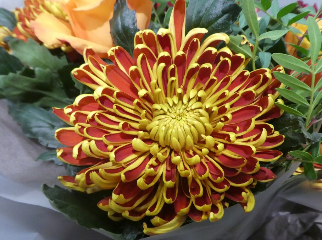 Bronze Chrysanthemum  by wendyfrost