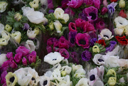 23rd Jan 2025 - Anemones