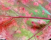 27th Jan 2025 - Leaf art