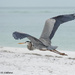Heron on the Move by falcon11