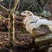 Eager to Go by k9photo