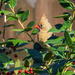 Hiding in the Holly by kvphoto
