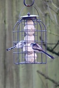 28th Jan 2025 - Long Tailed Tit