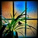 The Heart, the Window and the Spider Plant by rickaubin