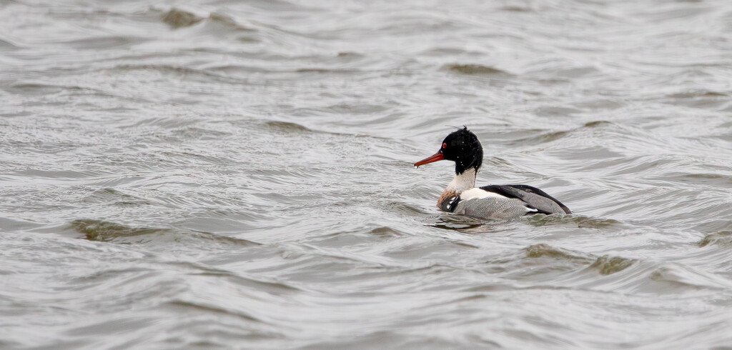 Male Red Breasted  Merganser by lifeat60degrees
