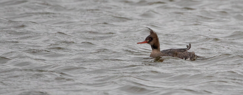 Female Red Breasted Merganser by lifeat60degrees