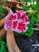 29th Jan 2025 - Pretty in Pink