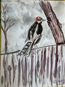 27th Jan 2025 - Woodpecker