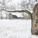 Framed in winter's snow by ggshearron