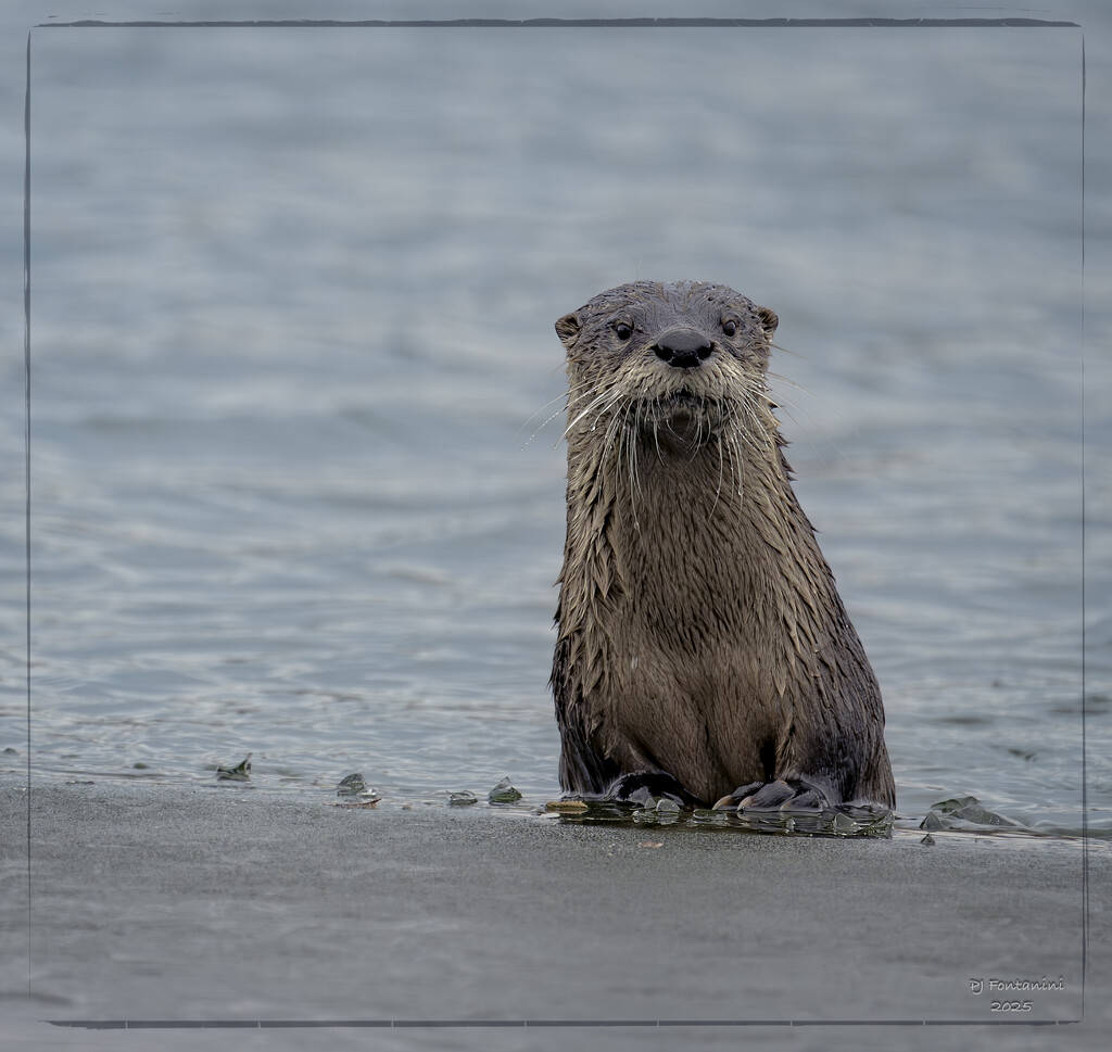 Curious Otter by bluemoon