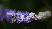 29th Jan 2025 - Bumble Bee