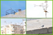 29th Jan 2025 - BIRDS