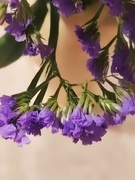 28th Jan 2025 - Purple