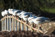 26th Jan 2025 - Lining up for take off
