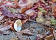 29th Jan 2025 - Discarded