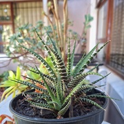 28th Jan 2025 - Zebra Aloe