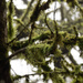Mossy Tree