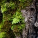 Mossy