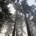 Trees in Fog