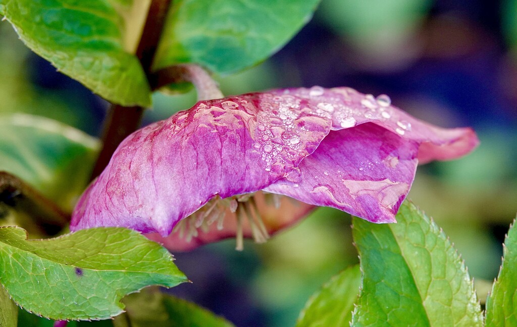 Hellebore 2 by carole_sandford