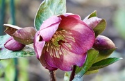 29th Jan 2025 - Hellebore 1