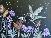 28th Jan 2025 - Ruby throat hummingbird 