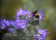 30th Jan 2025 - Fiddleneck and Bumble Bee