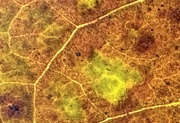 28th Jan 2025 - Leaf art