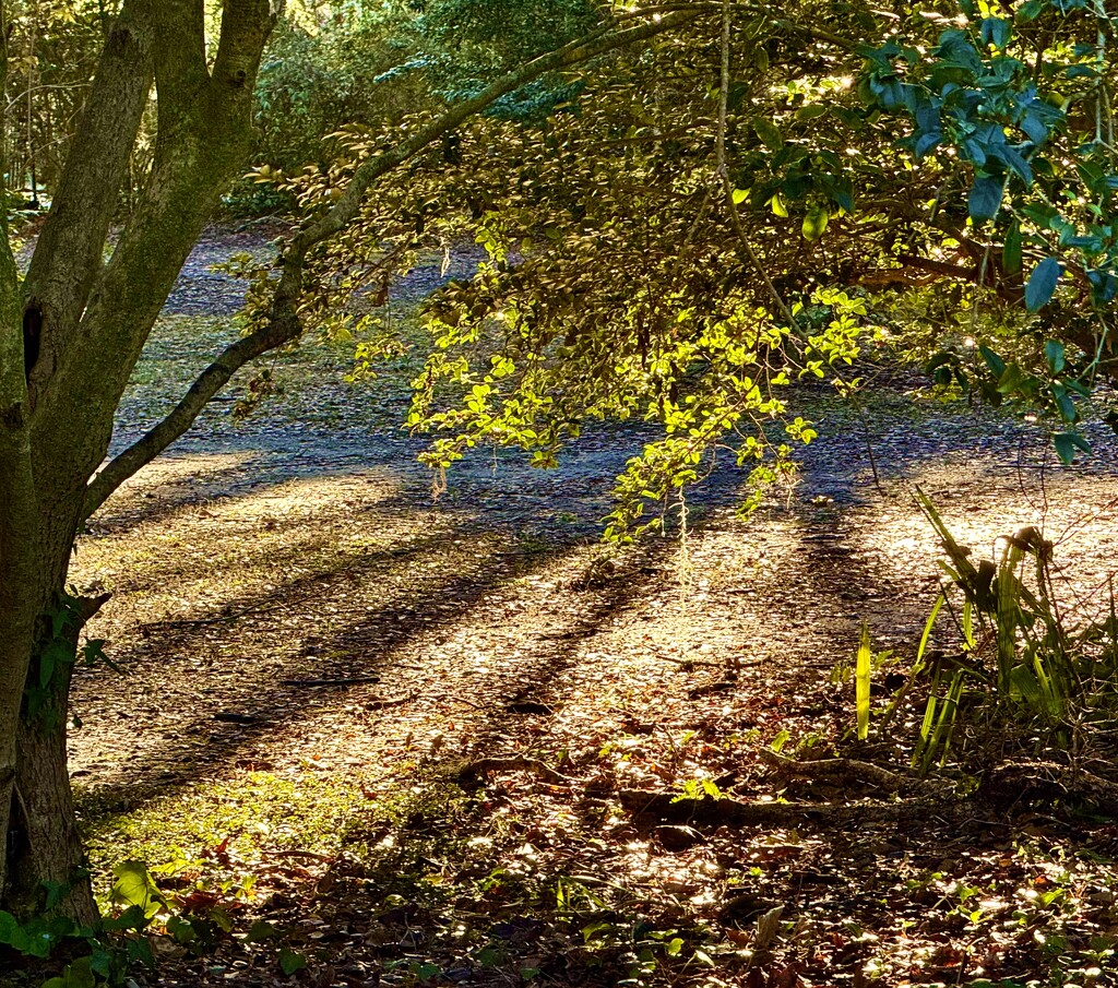 Shadows and light (1) by congaree