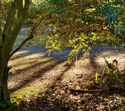 29th Jan 2025 - Shadows and light (1)