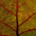 Just a Leaf by wxndy