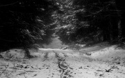 30th Jan 2025 - forest (30th jan 2016)