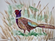 30th Jan 2025 - Ring neck pheasant 