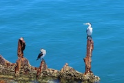 31st Jan 2025 - Sunbathing Cormorants