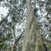 Tree with a barley twist! by pusspup