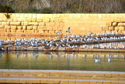 31st Jan 2025 - DID I SAY THERE WERE NO BIRDS EXCEPT...?