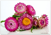 31st Jan 2025 - Straw Flowers...