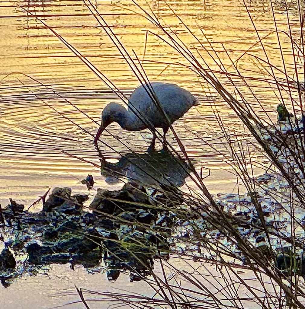 Dinner time by congaree