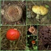 Fungi by dide