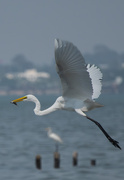31st Jan 2025 - Egret at Naklua