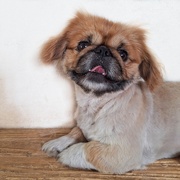 30th Jan 2025 - Pekingese 